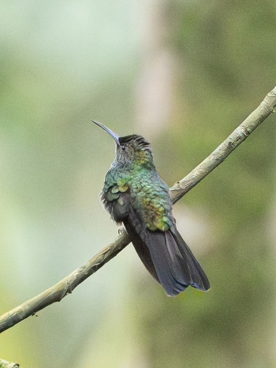 Colibrí de Buffon - ML646586370