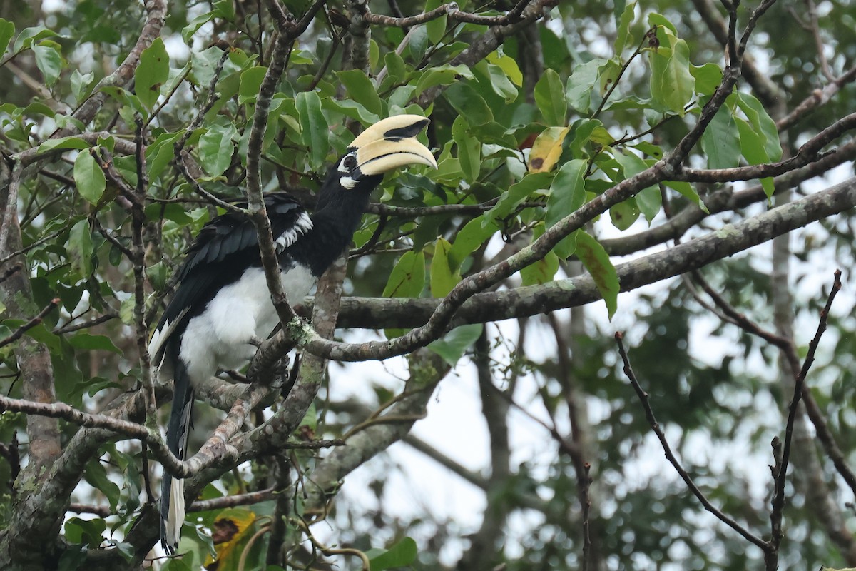 Oriental Pied-Hornbill - ML646586372