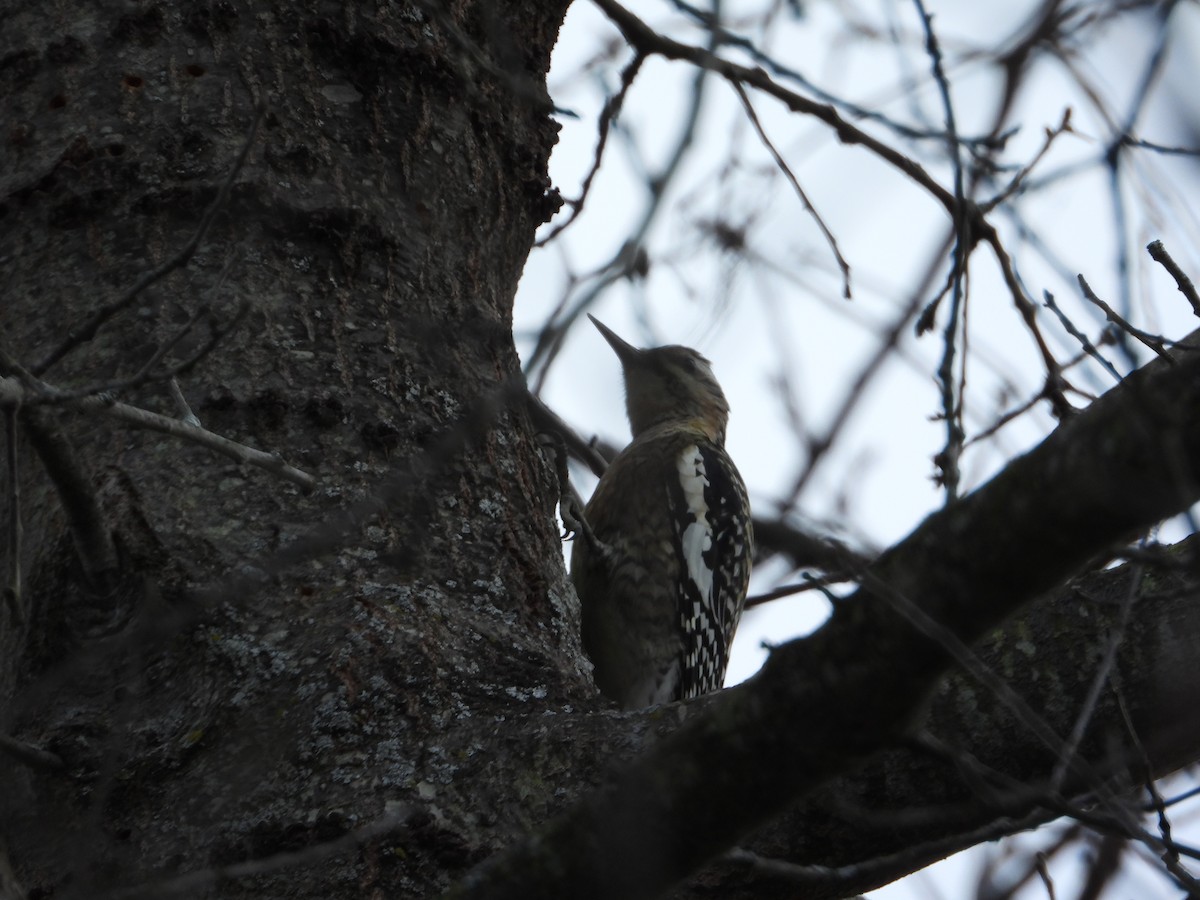 kanadasevjespett - ML646586374