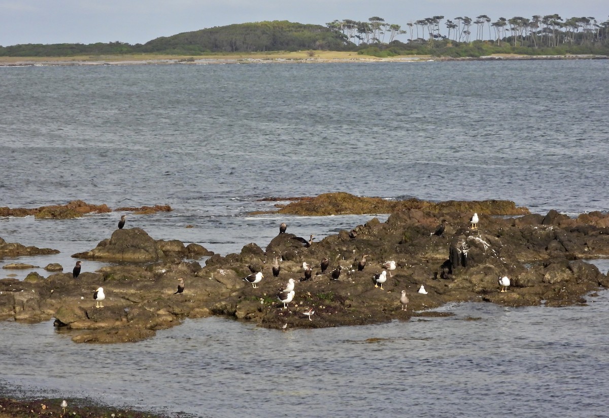 Neotropic Cormorant - ML646586375