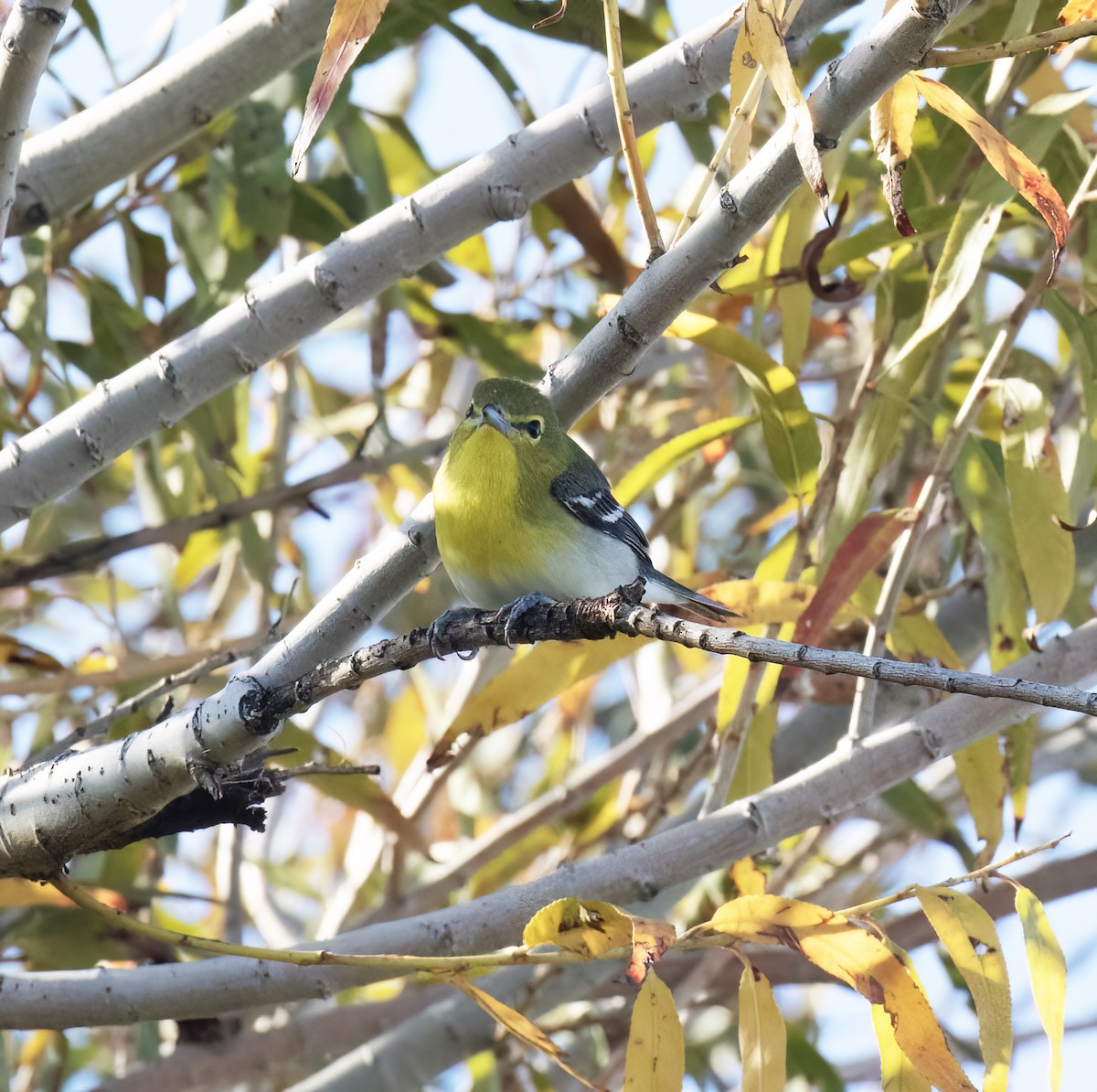 Yellow-throated Vireo - ML646586377