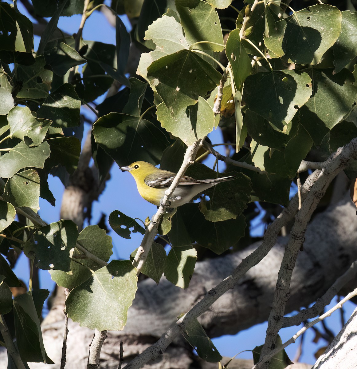 Yellow-throated Vireo - ML646586378