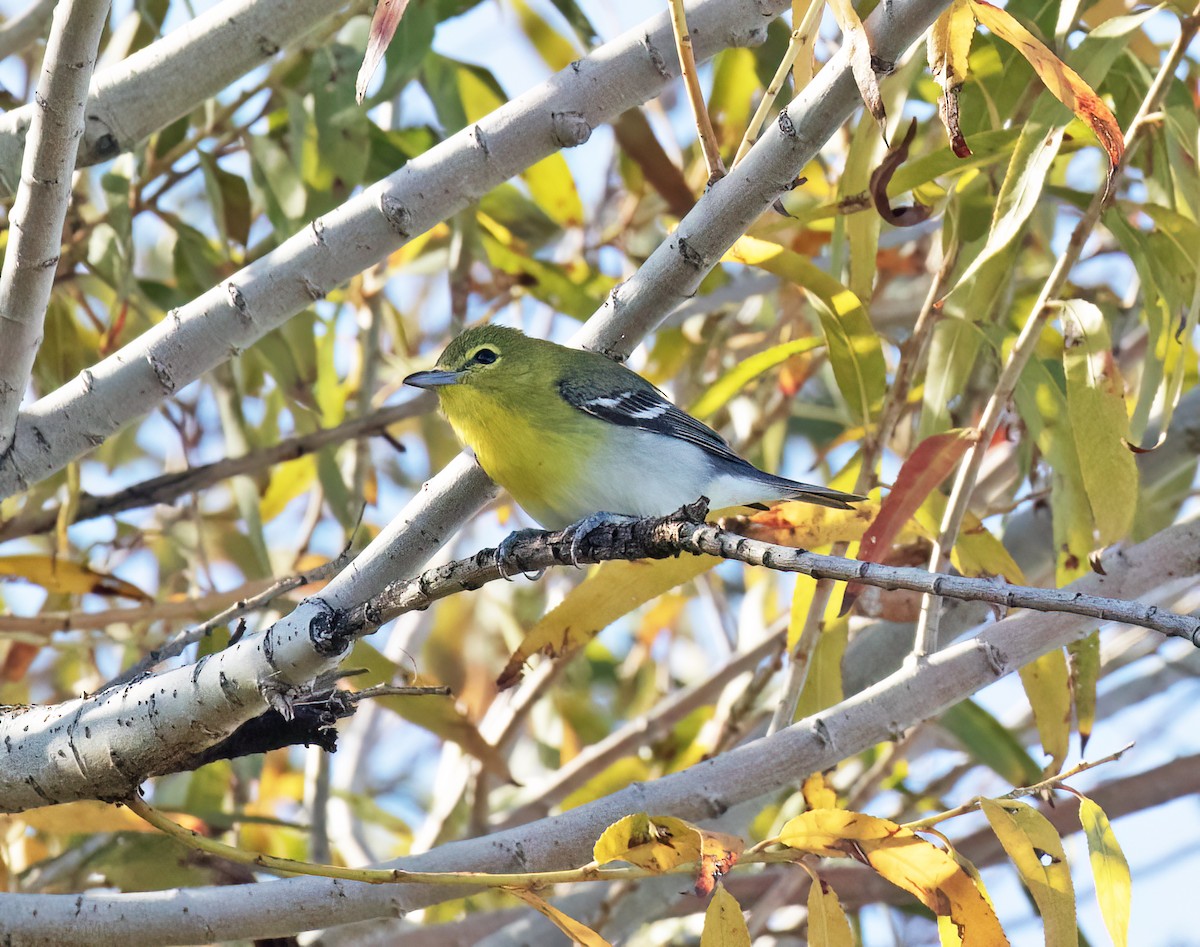Yellow-throated Vireo - ML646586379