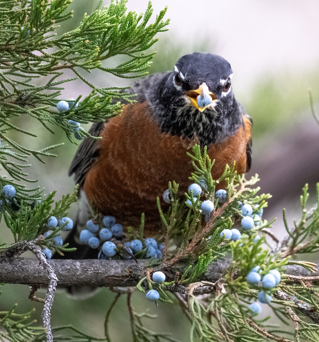 American Robin - ML646586380