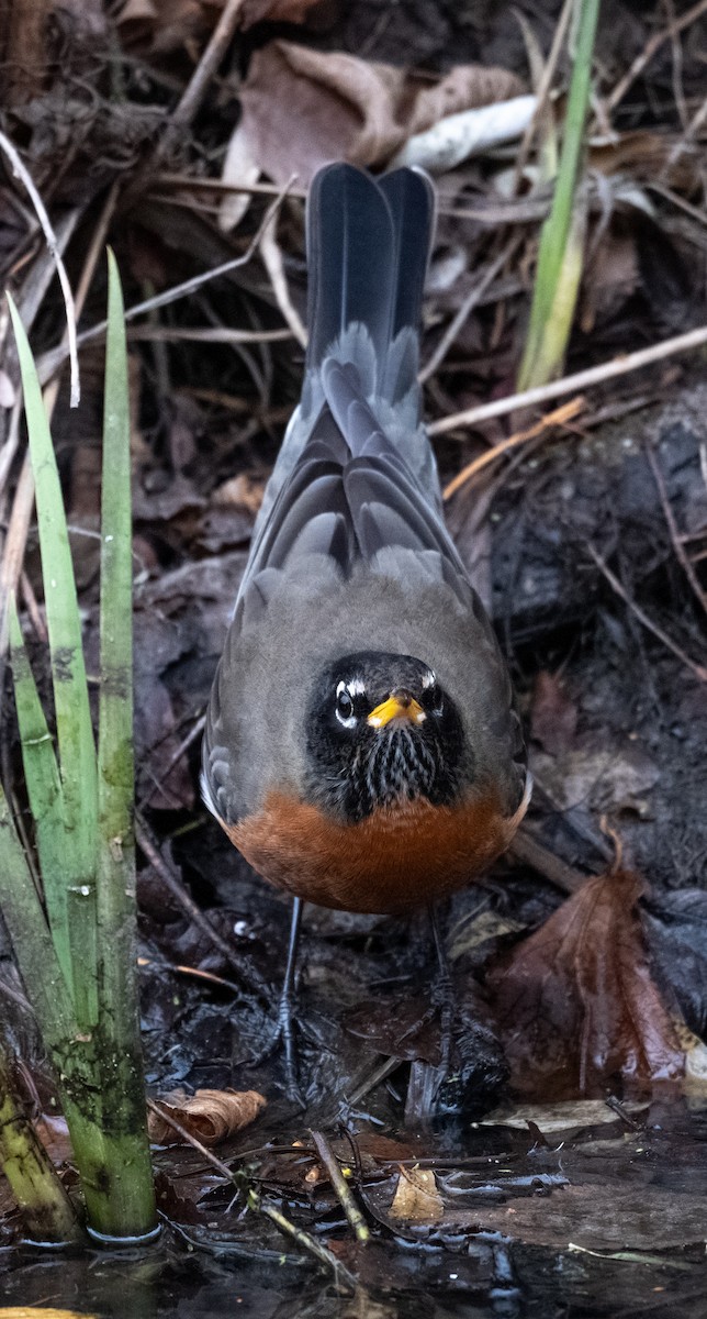 American Robin - ML646586381