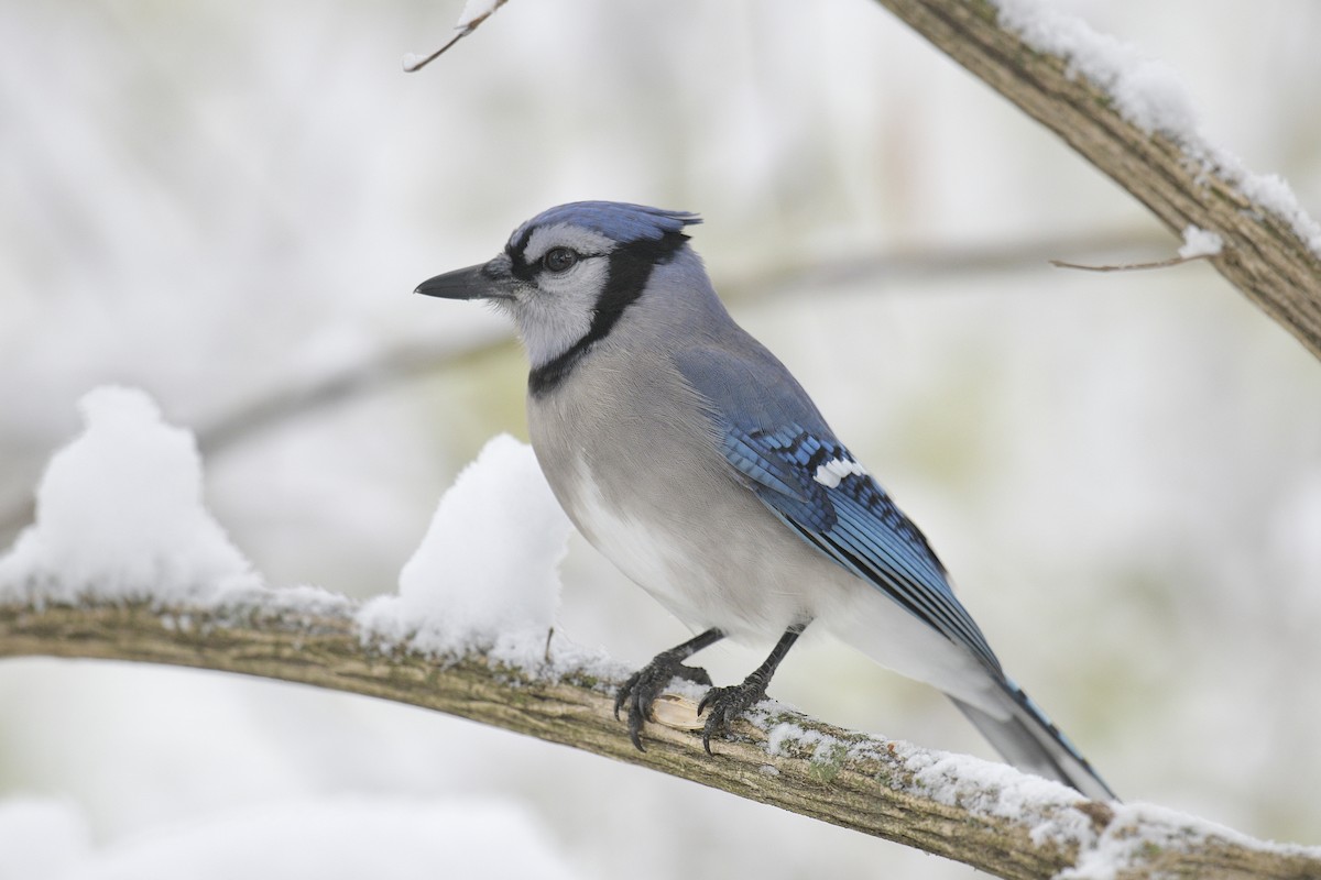 Blue Jay - ML646586382