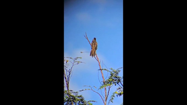 kukačka žíhaná - ML646586386