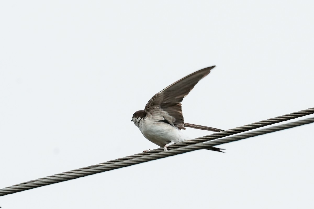 Western House-Martin - ML646586392