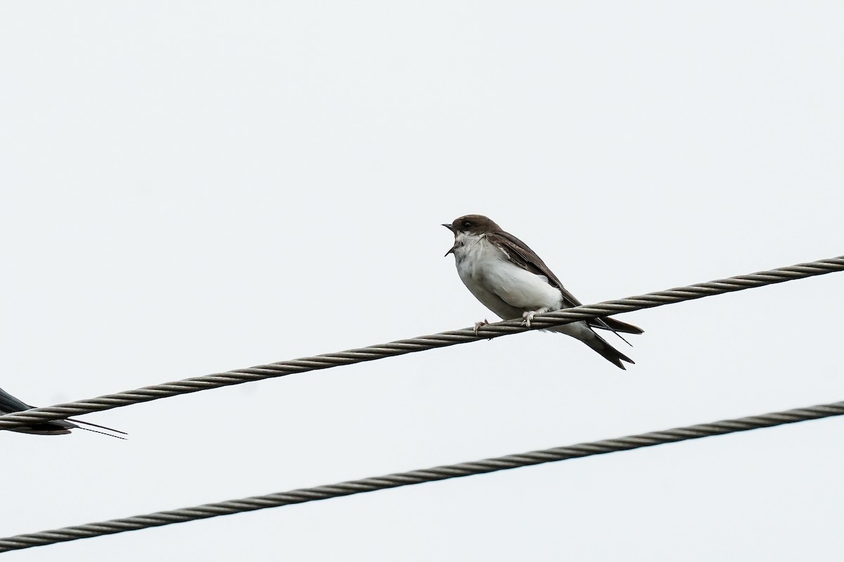 Western House-Martin - ML646586393