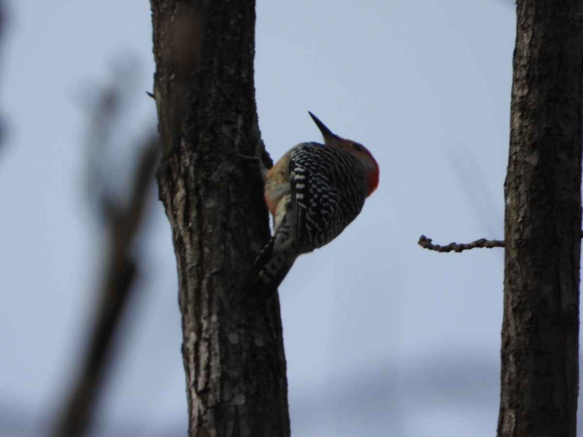 Red-bellied Woodpecker - ML646586397