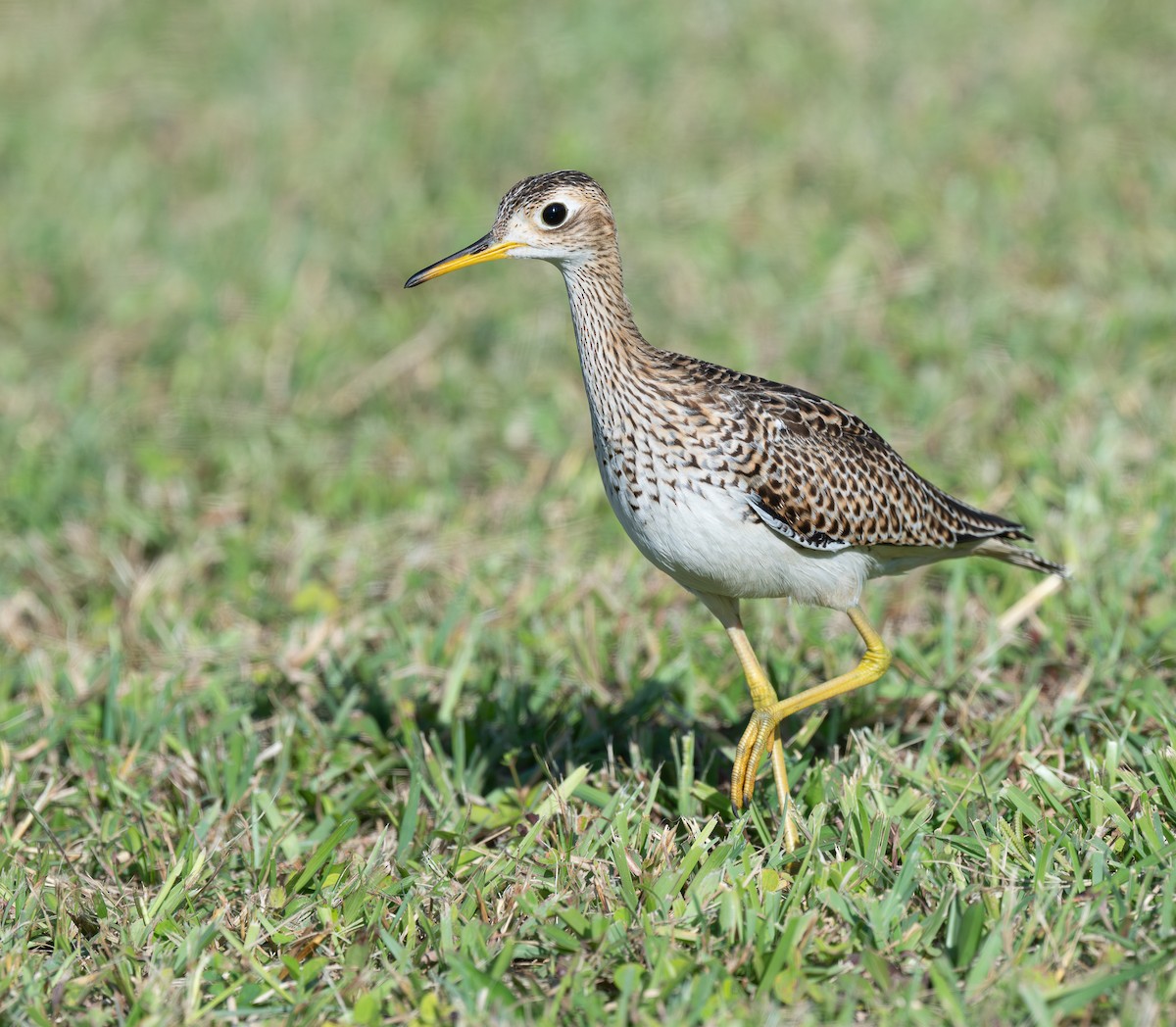 マキバシギ - ML646586399