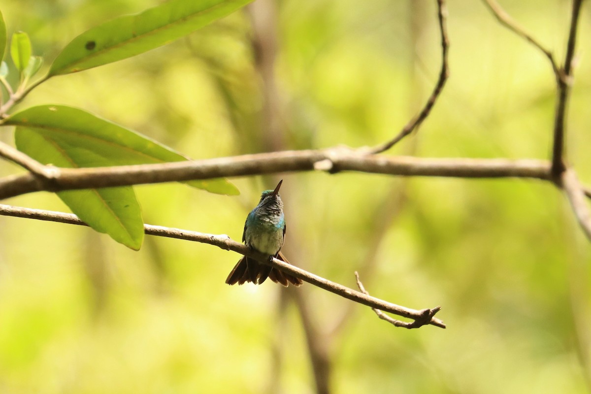 Аріан мангровий - ML646586401