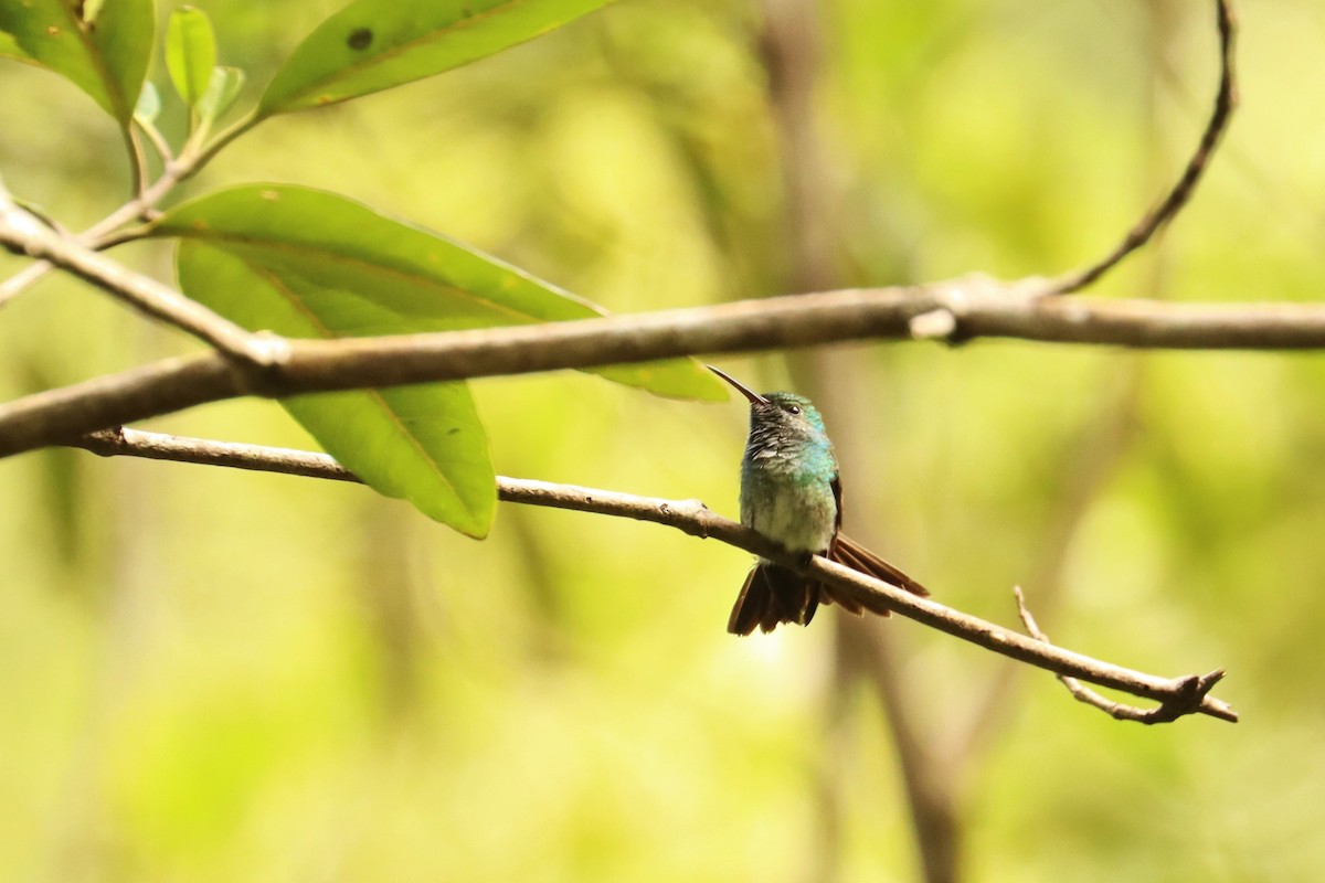 Аріан мангровий - ML646586402