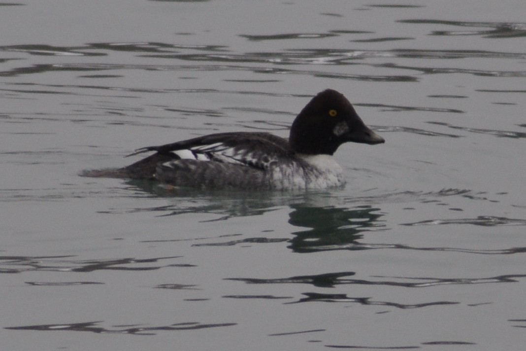 Common Goldeneye - ML646586406