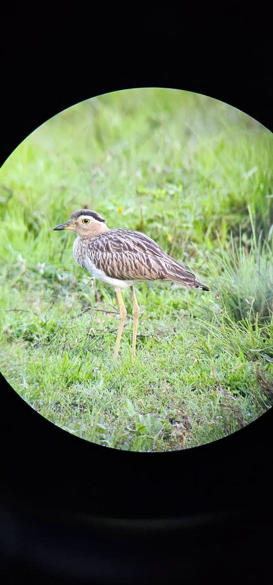 Double-striped Thick-knee - ML646586407