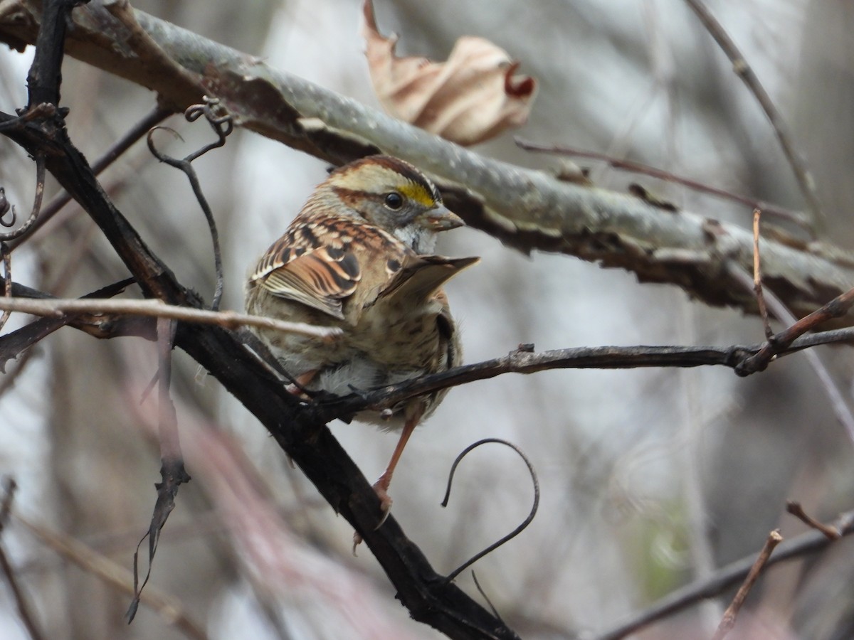 White-throated Sparrow - ML646586409