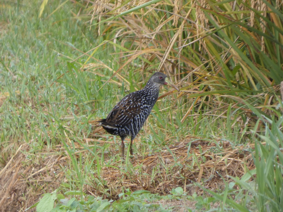 Spotted Rail - ML646586417