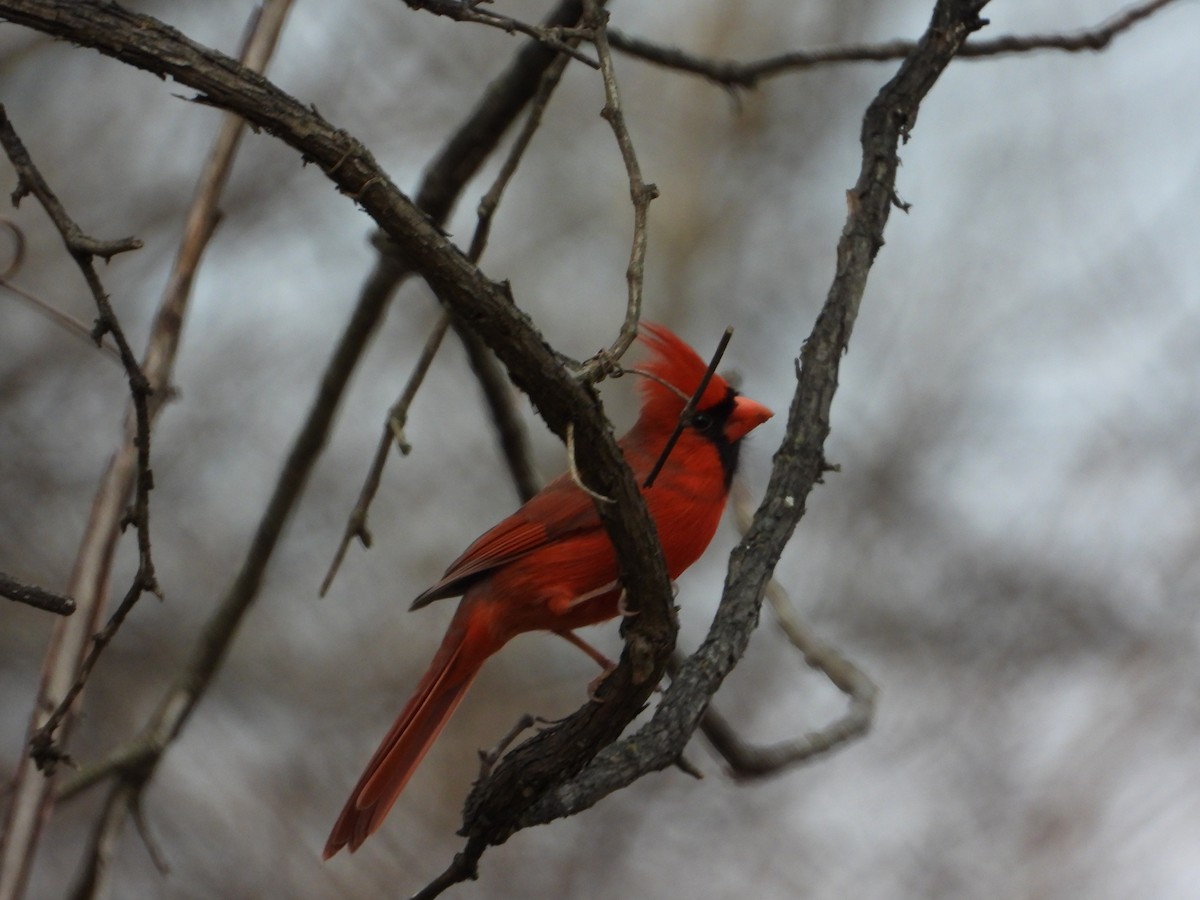 Northern Cardinal - ML646586423