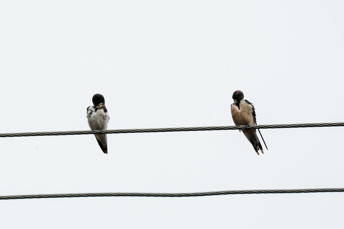 Western House-Martin - ML646586424