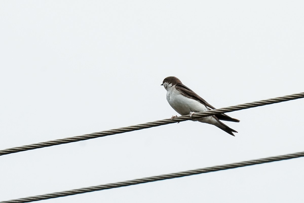 Western House-Martin - ML646586425