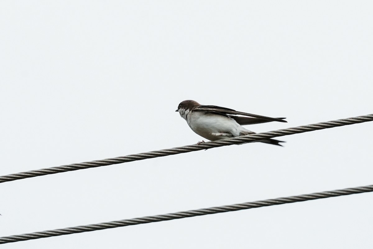 Western House-Martin - ML646586426