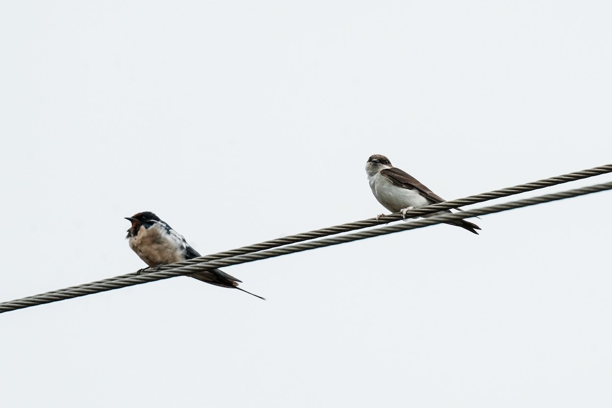 Western House-Martin - ML646586427