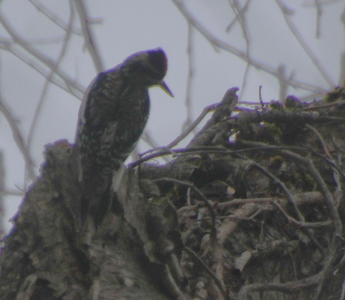 kanadasevjespett - ML646586435