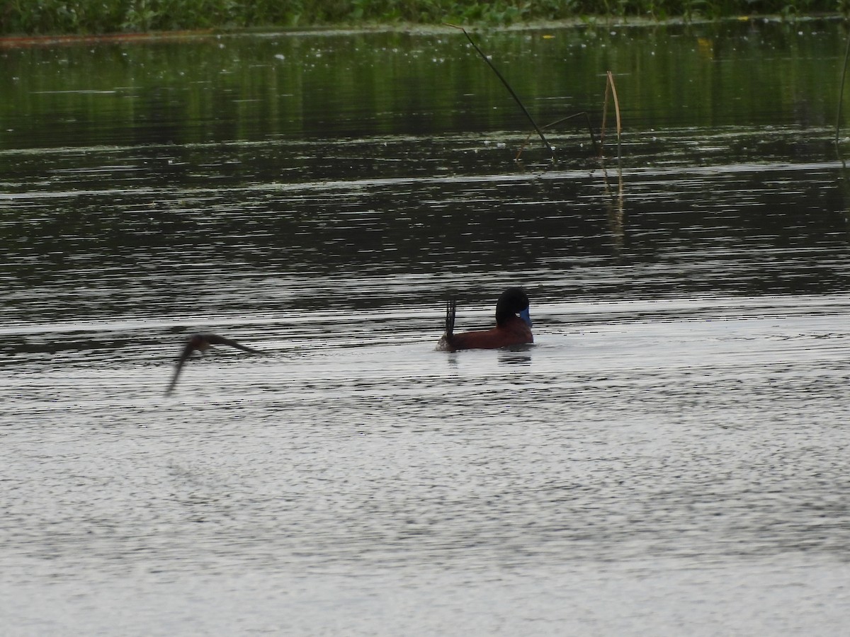 Lake Duck - ML646586437