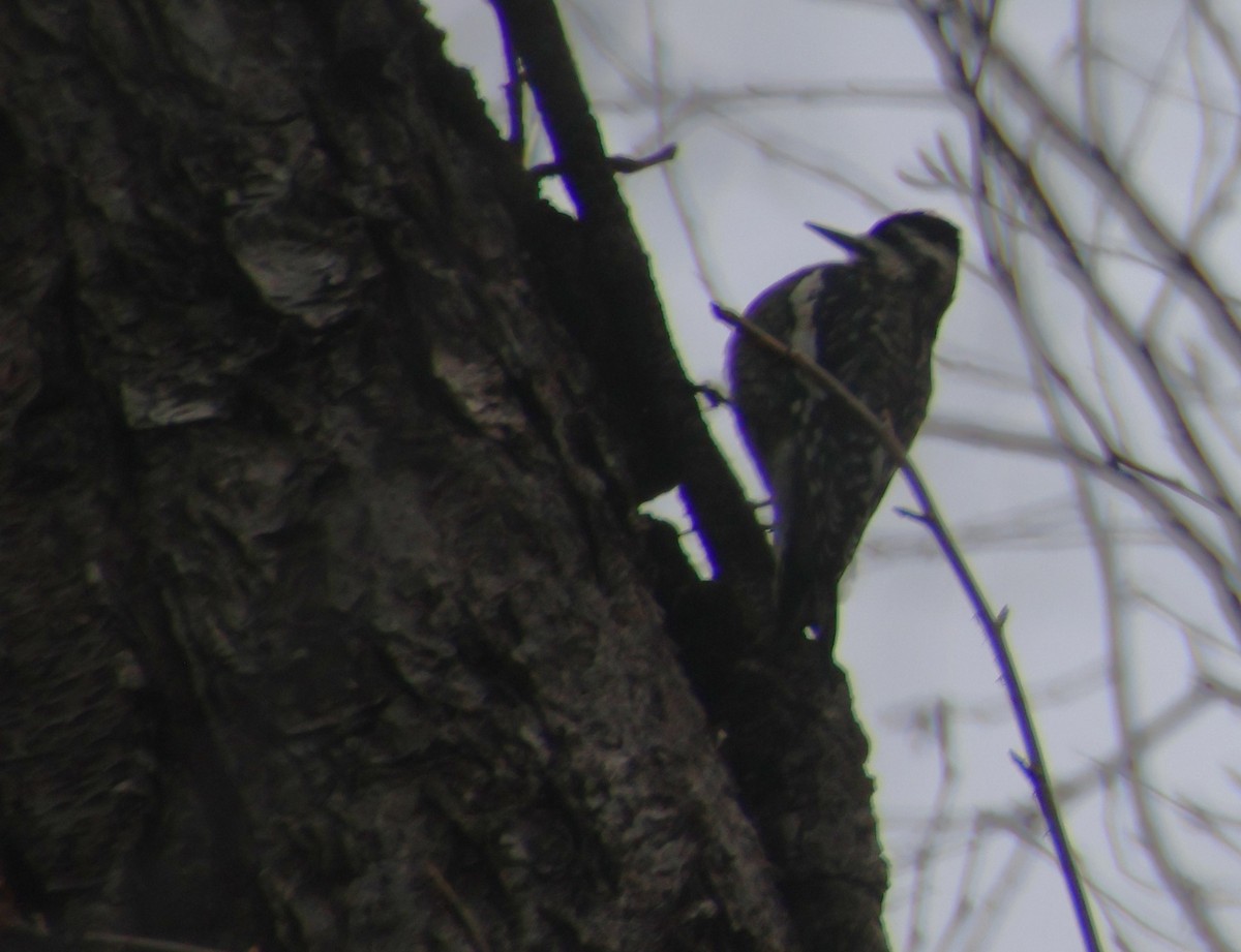 kanadasevjespett - ML646586438