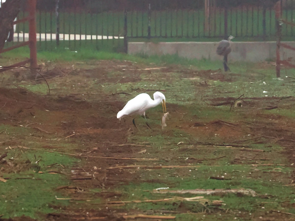 Great Egret - ML646586439