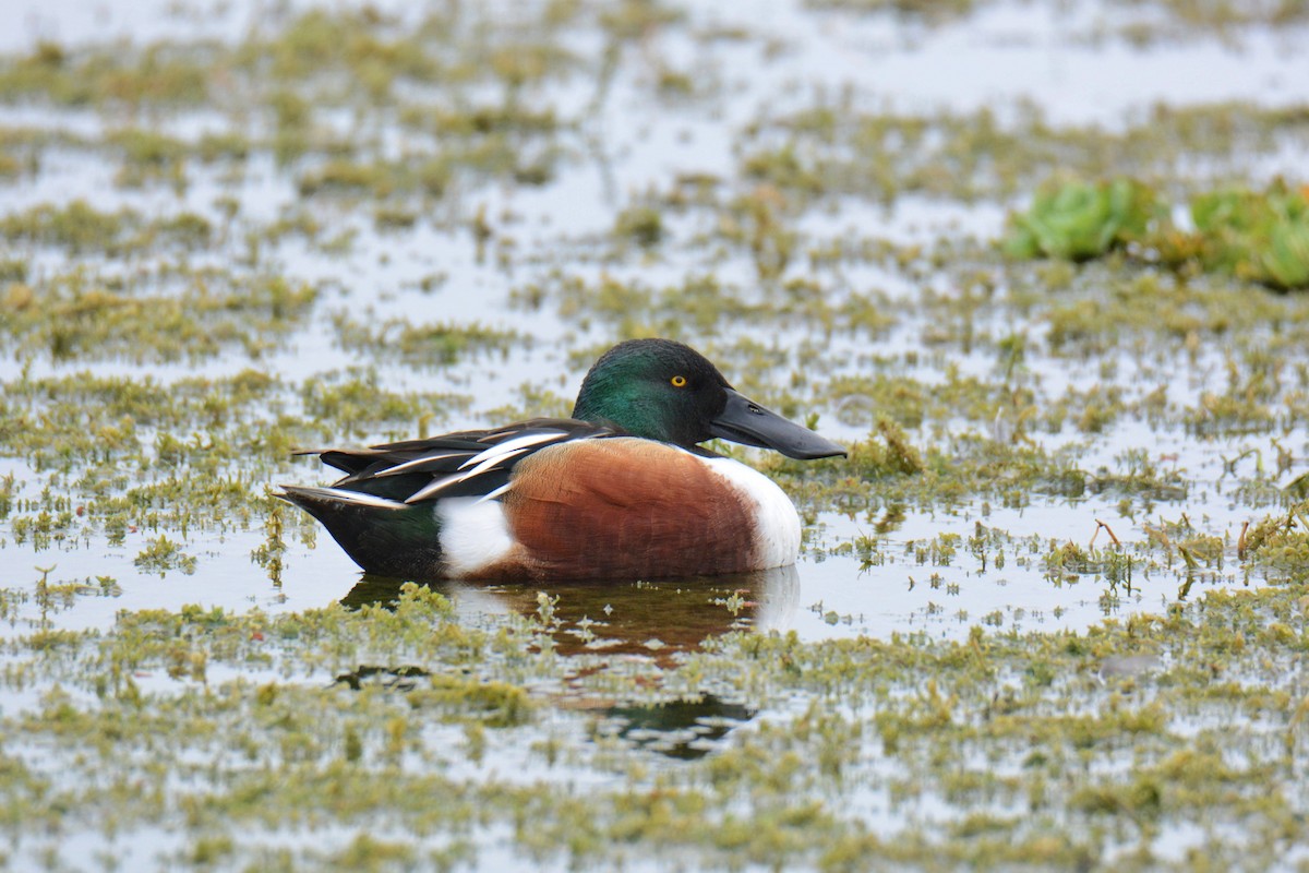 Northern Shoveler - ML646586441
