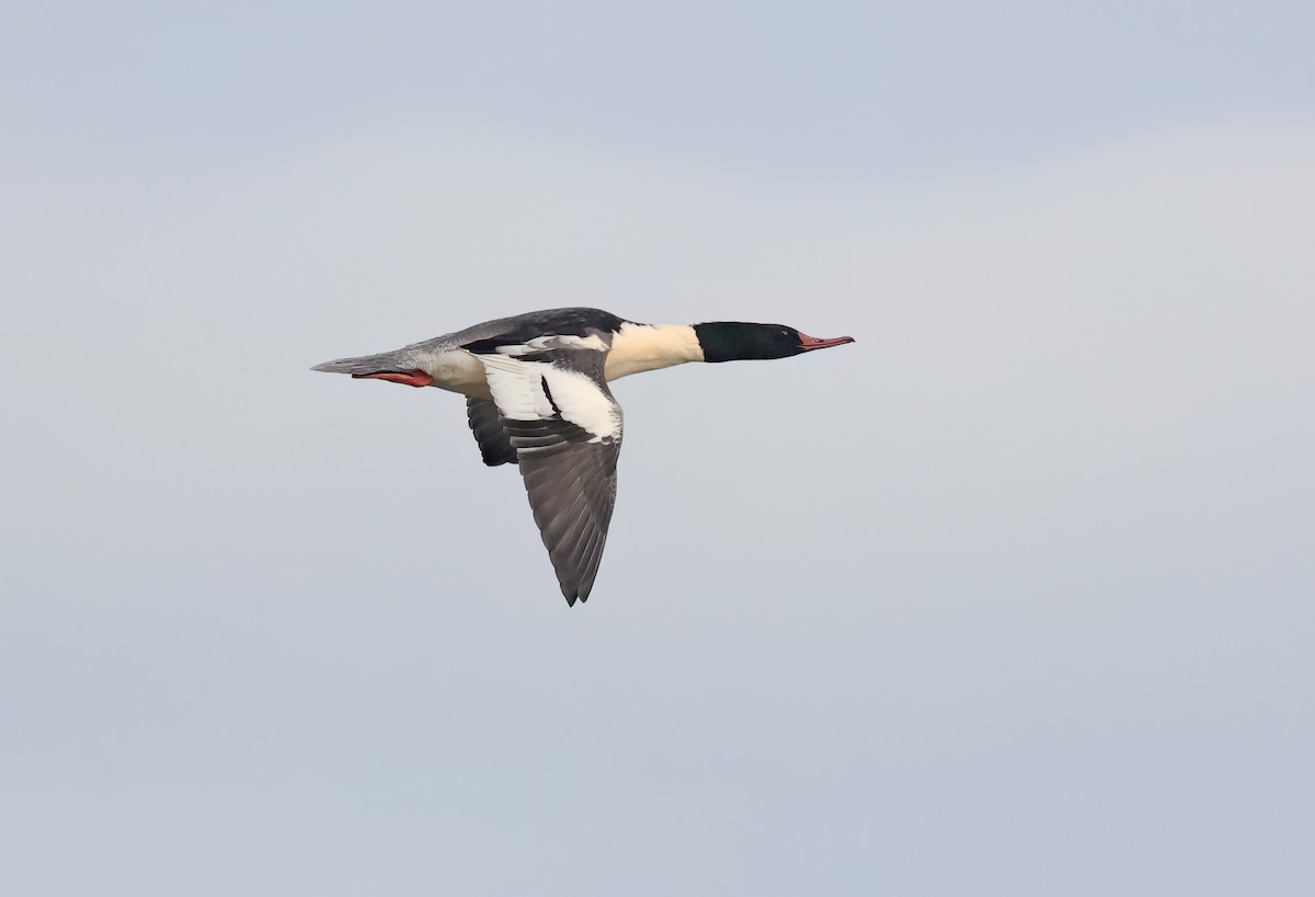 Хумхин бохио - ML646586452