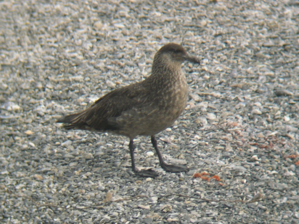 Chilean Skua - ML646586456