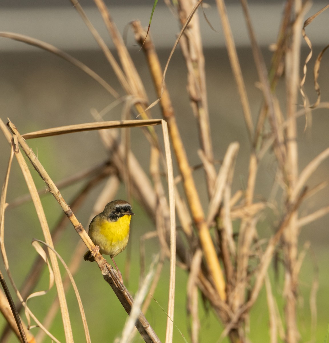 Common Yellowthroat - ML646586458