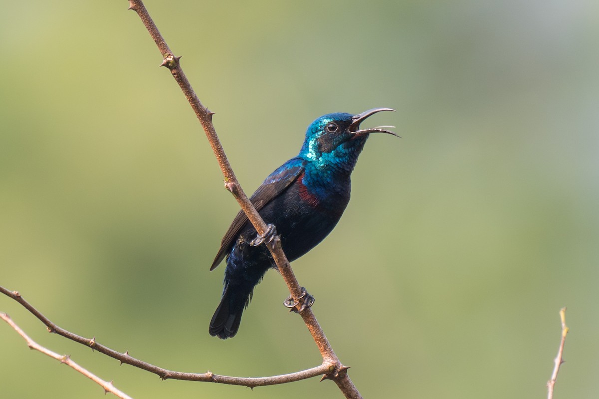 Purple Sunbird - ML646586466