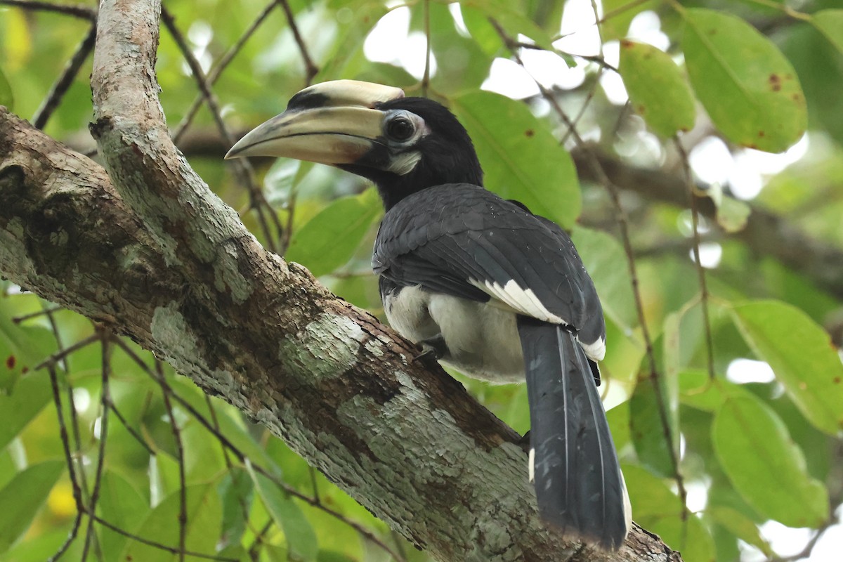 Oriental Pied-Hornbill - ML646586468