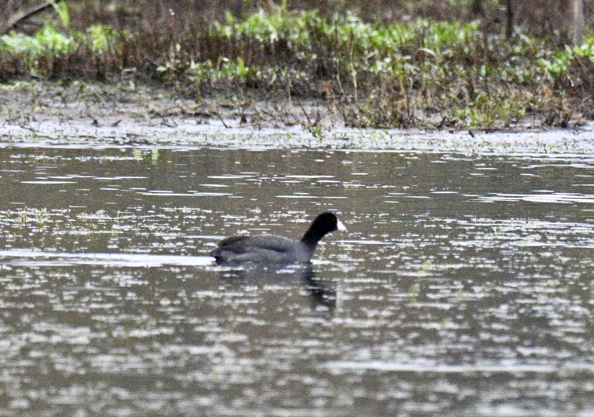 American Coot - ML646586471