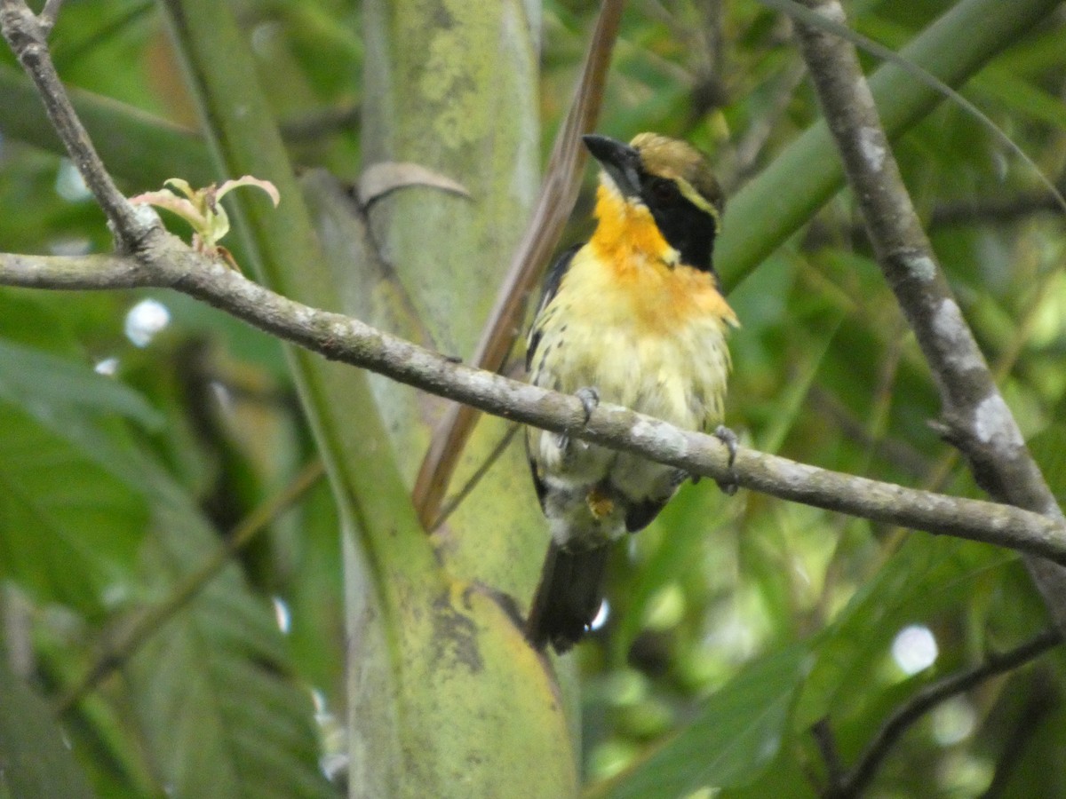 Gilded Barbet - ML646586473