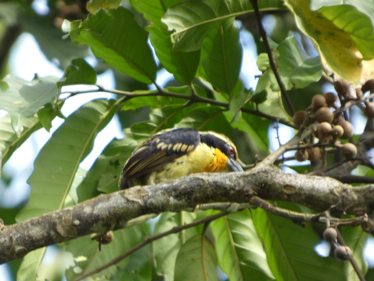 Gilded Barbet - ML646586474