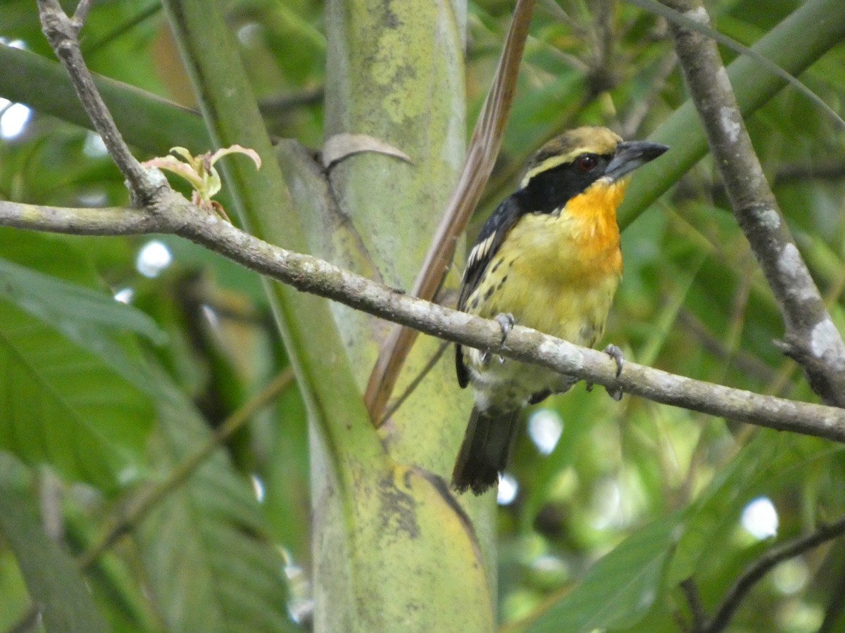 Gilded Barbet - ML646586475