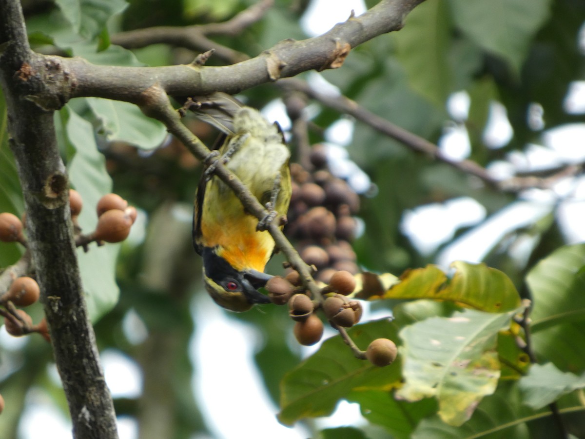 Gilded Barbet - ML646586476