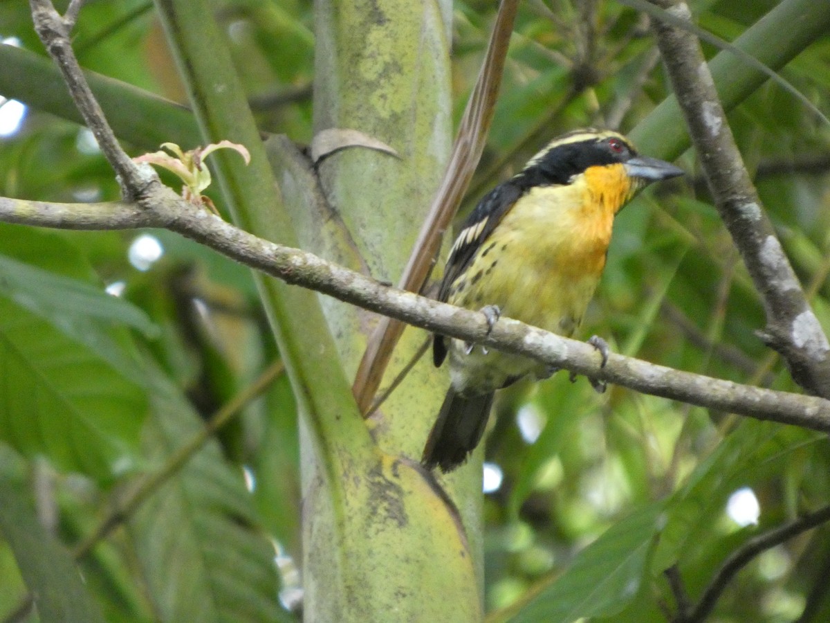 Gilded Barbet - ML646586477