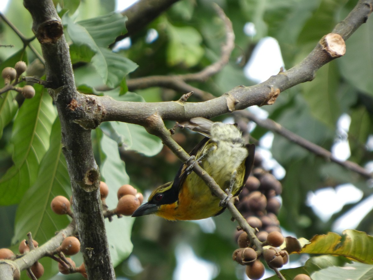 Gilded Barbet - ML646586478
