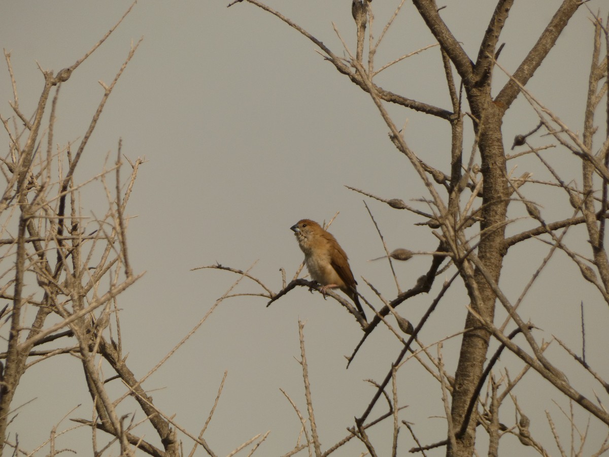 白喉文鳥 - ML646586479