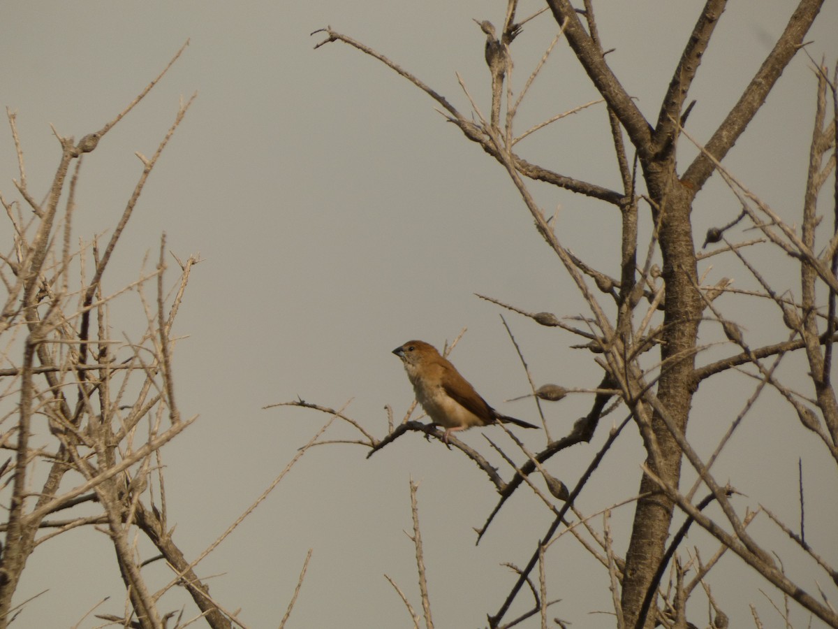 白喉文鳥 - ML646586480