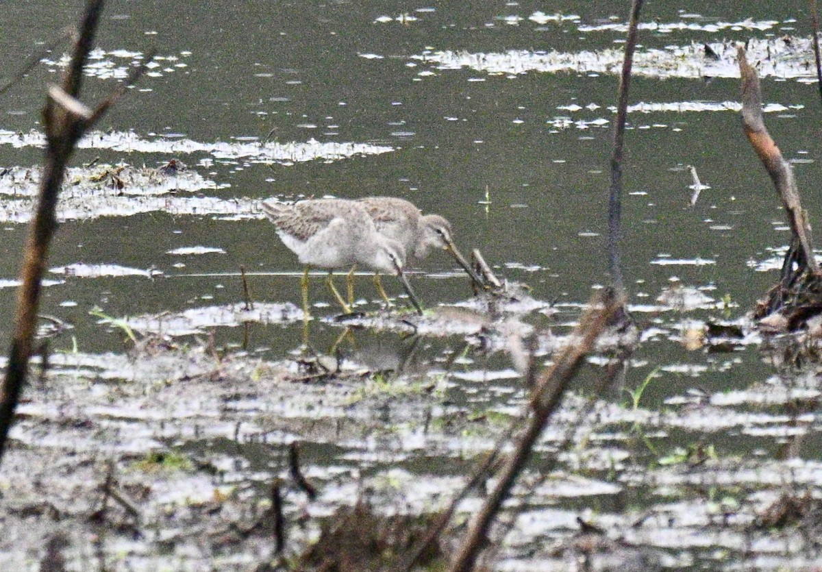 Limnodromo pettorossiccio - ML646586481