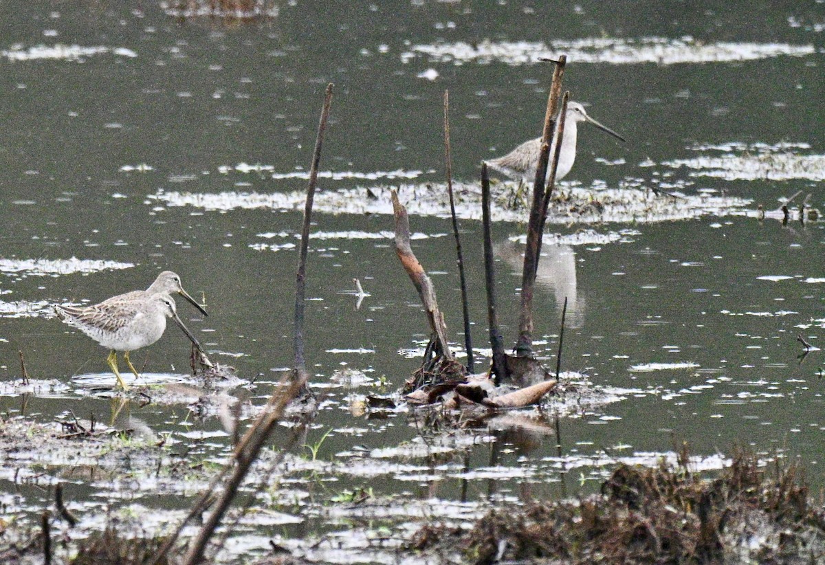 Limnodromo pettorossiccio - ML646586482