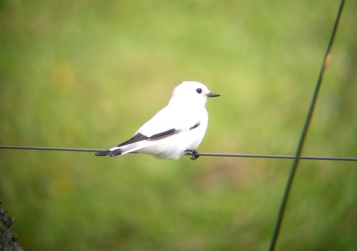 White Monjita - ML646586483