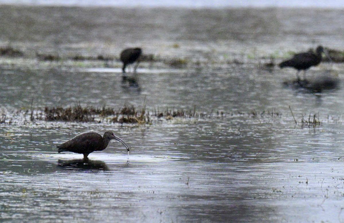 Glossy/White-faced Ibis - ML646586488