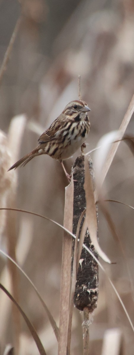 Song Sparrow - ML646586491